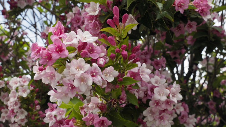 Pink blooming weigela shrub.