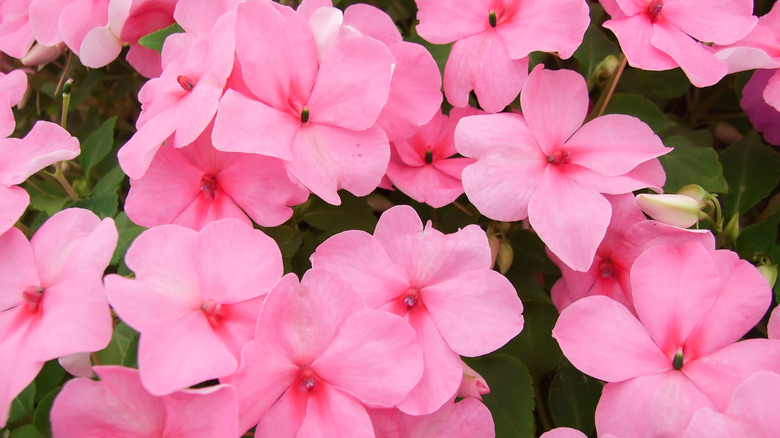 15 Beautiful Flowers That Grow Perfectly In Shade