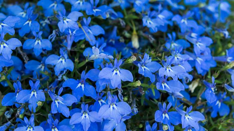 15 Beautiful Flowers That Grow Perfectly In Shade