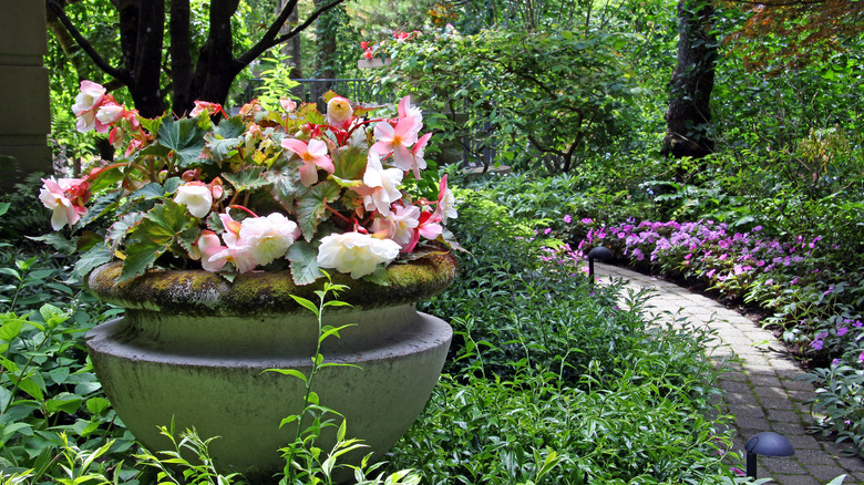 Container of begonias in garden