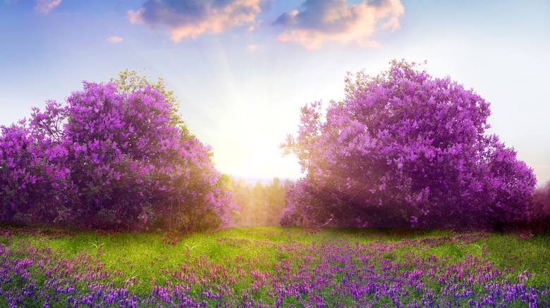 beautiful landscape with purple flowers