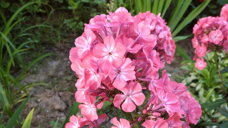 Pink 'Anastasia' garden phlox