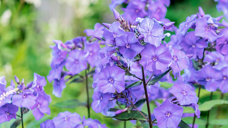 'Blue Paradise' phlox in bloom