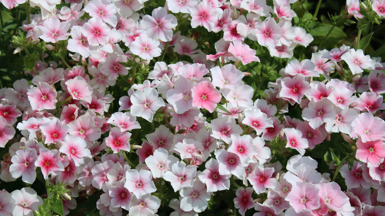 Pink and white 'Blushing Bride' annual phlox