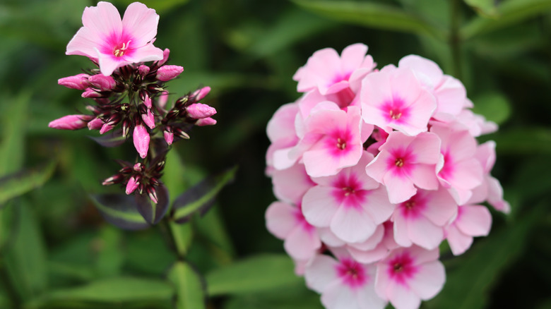 Pink 'Bright Eyes' phlox in a garden