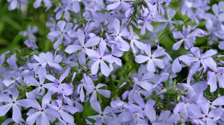 Pale violet blue woodland phlox 'Clouds of Perfume'
