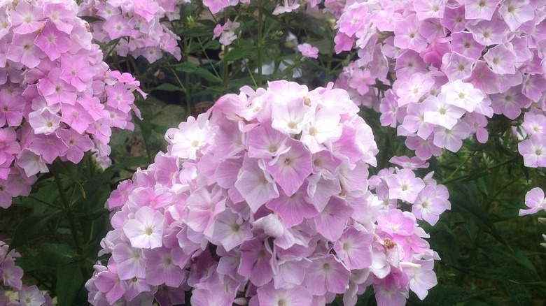 Large panicles of 'Cool Water' phlox in bloom