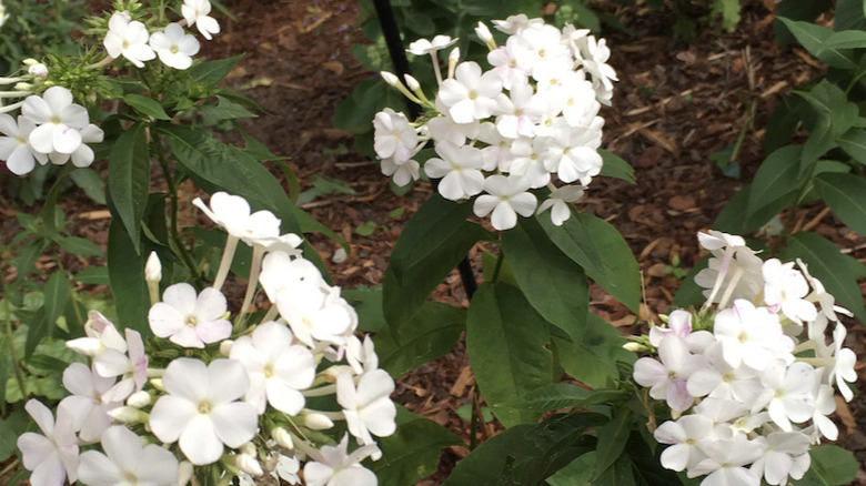 White 'David' garden phlox in bloom