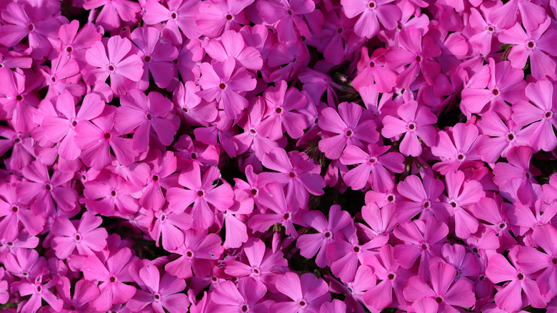 'Drummonds Pink' creeping phlox