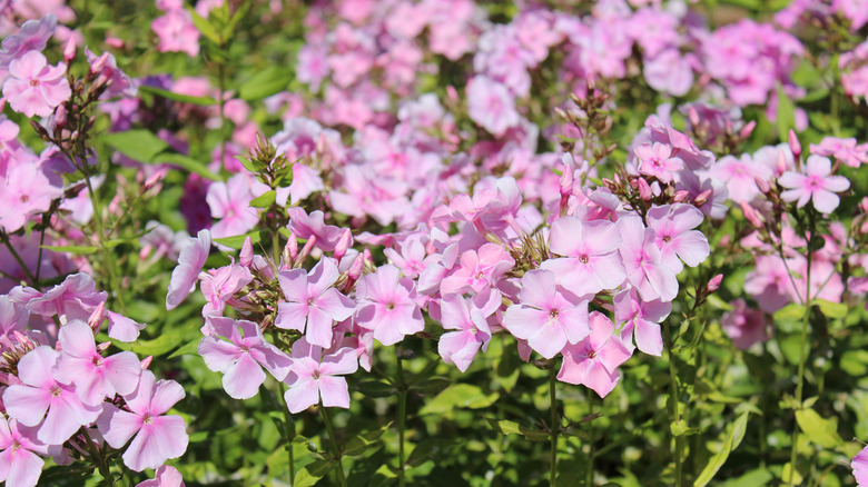 Pale pink 'Elizabeth Arden' phlox