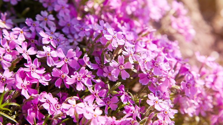 Creeping phlox 'Emerald Pink' in bloom