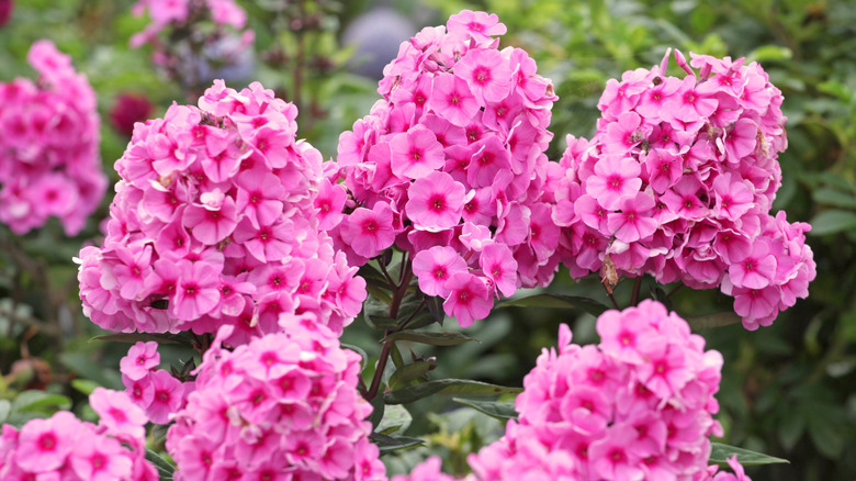 Pink 'Eva Callum' phlox