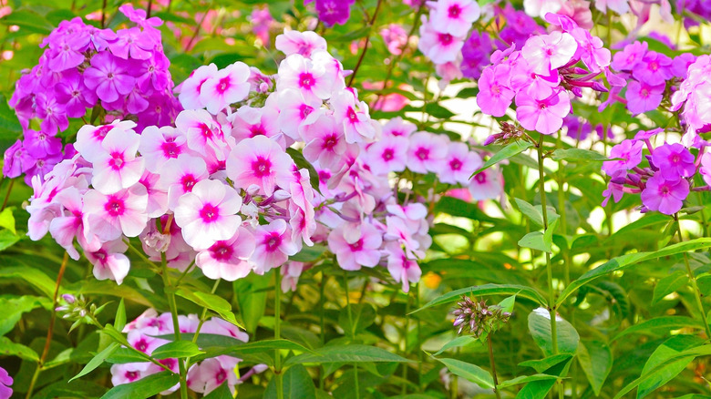 Mixed tall phlox in a garden