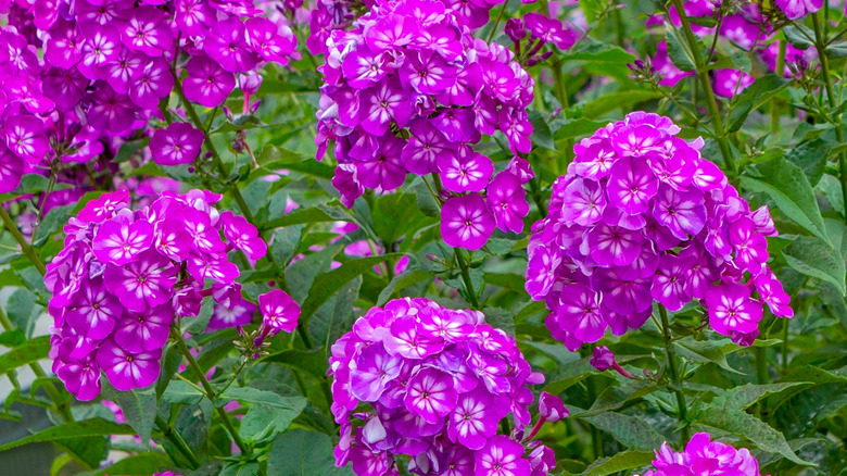 Purple and white 'Laura' phlox