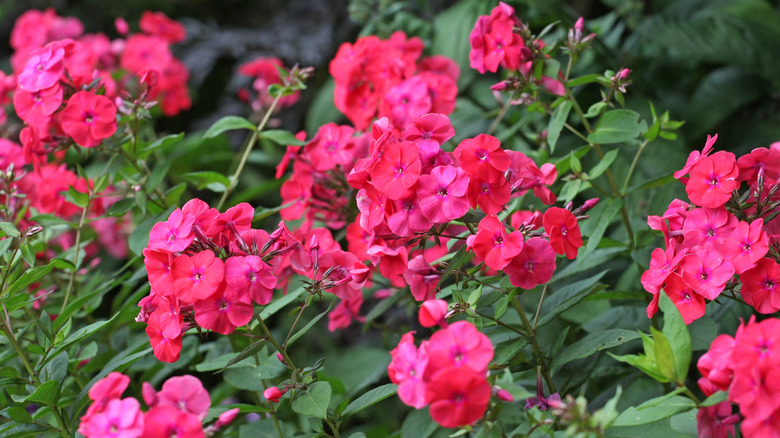 Crimson blooms of 'Red Riding Hood' phlox