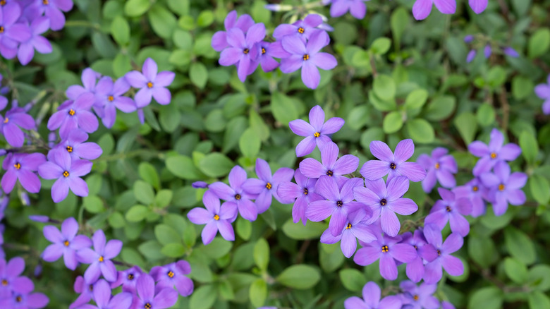 'Sherwood Purple' phlox in garden