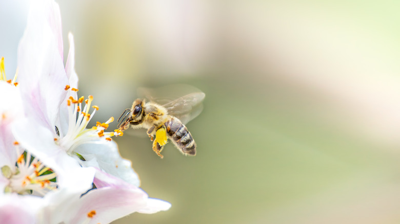 Bee pollenating flower