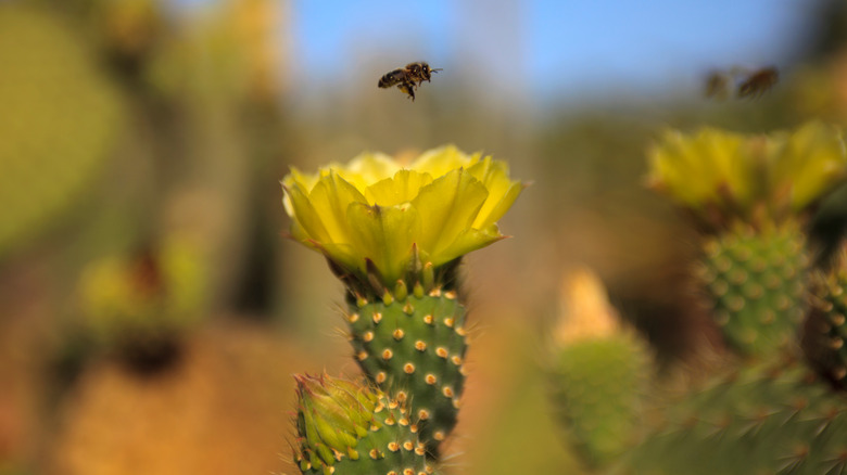 Bee hovering over cactus flower
