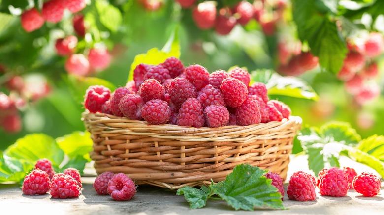 Raspberries in a basket 