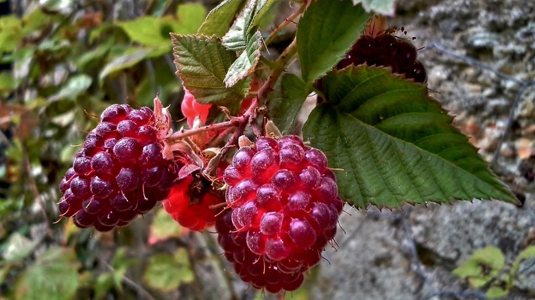 Rubus x loganobaccus berries