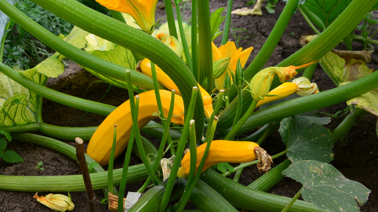Yellow zucchinis growing in the garden