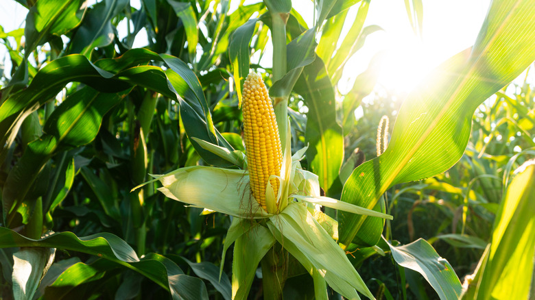 Sweet corn growing in the garden