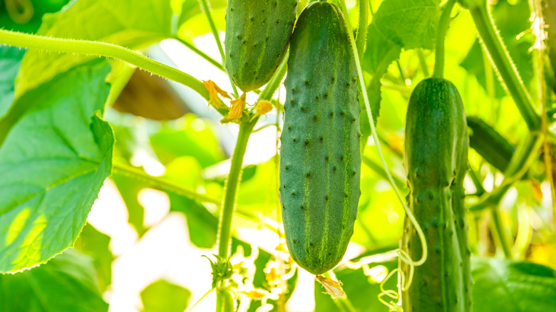 Close-up of cucumbers growing