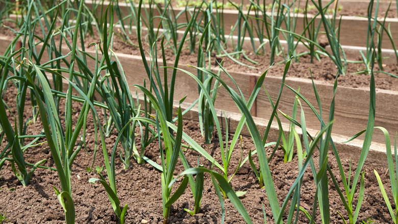 Rows of garlic growing in raised beds