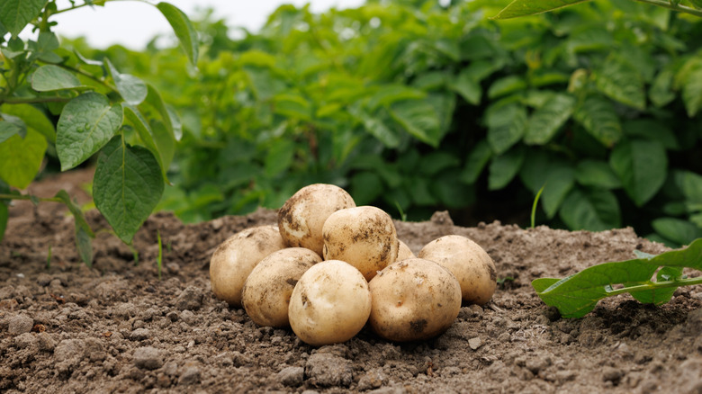 Potatoes in a pile in the garden