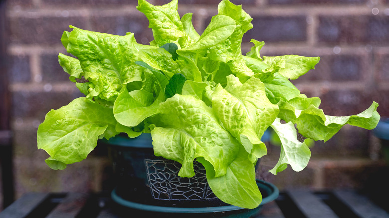 Sald leaves growing in pots