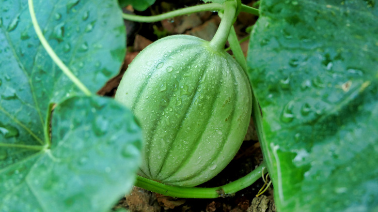 A melon growing in a garden