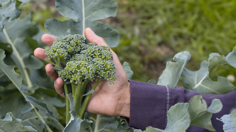 Hand round a broccoli floret