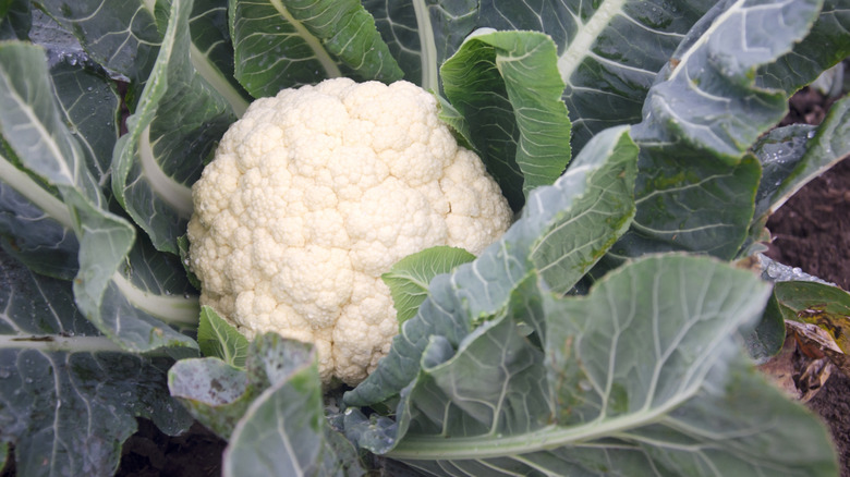 Close up of a cauliflower growing