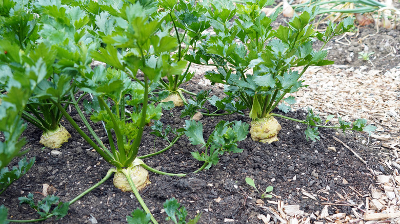 Celeriac growing in the garden