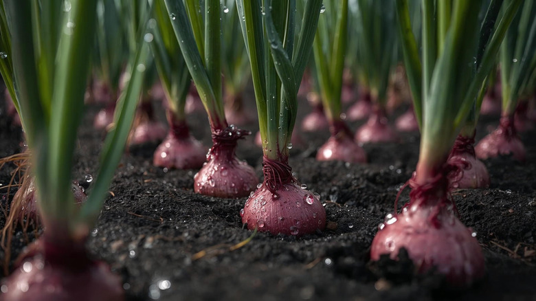 Red onions growing