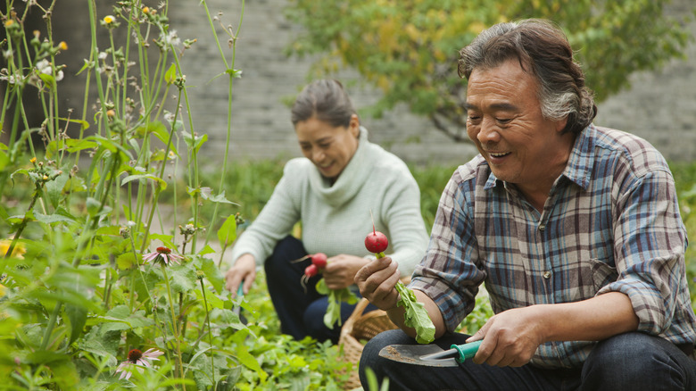 Older couple harvesting radishes