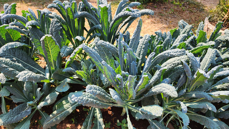 Kale growing in the garden