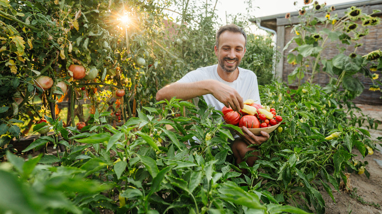 Gardener picking ripe tomatoes and peppers from his garden
