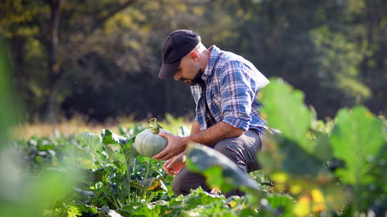 gardener harvesting pumpkins