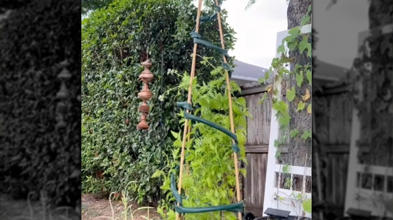 Garden cage with old hose