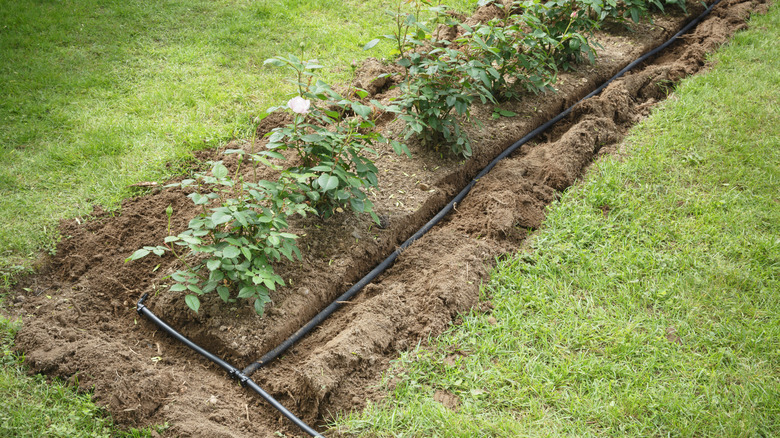 A soaker hose lying in a trench in a garden bed