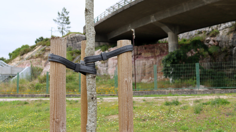 Rubber hose used to stabilize trees
