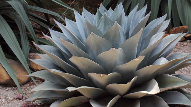 Young blue glow agave plant