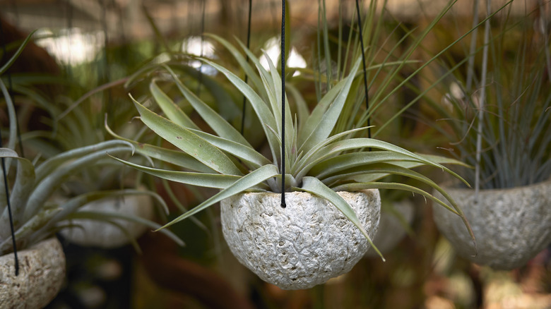 Air plants in hanging planters