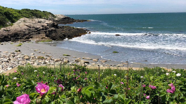 New England beach plums