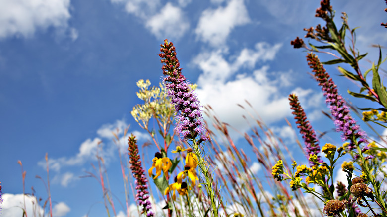 Midwest wildflowers 