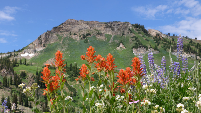 Native wildflowers in mountain west