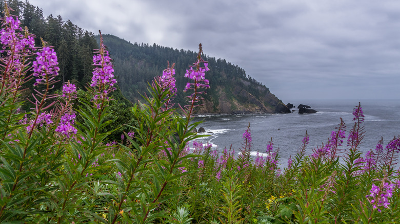 Native flowers on PNW coast