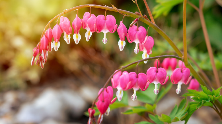 15 Best Native Plants To Grow If You Live In The PNW