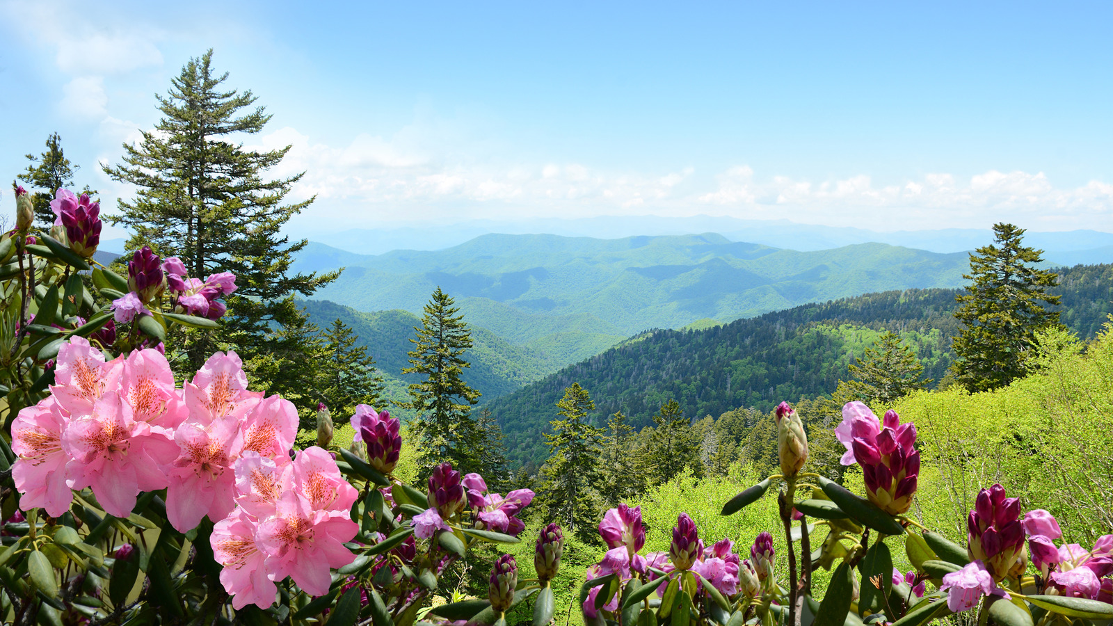 15 Best Native Plants To Grow If You Live In The Southeast 15-best-native-plants-to-grow-if-you-live-in-the-southeast